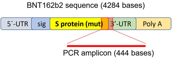CIMB  | Free Full-Text | Intracellular Reverse Transcription of Pfizer BioNTech COVID-19 mRNA Vaccine BNT162b2 In Vitro in Human Liver Cell Line | HTML