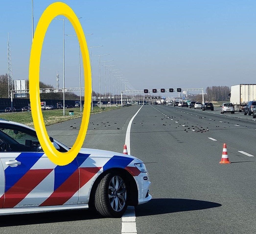 Dozens of starlings fall dead on a highway in Holland after turning on a 5G tower – World-Signals News