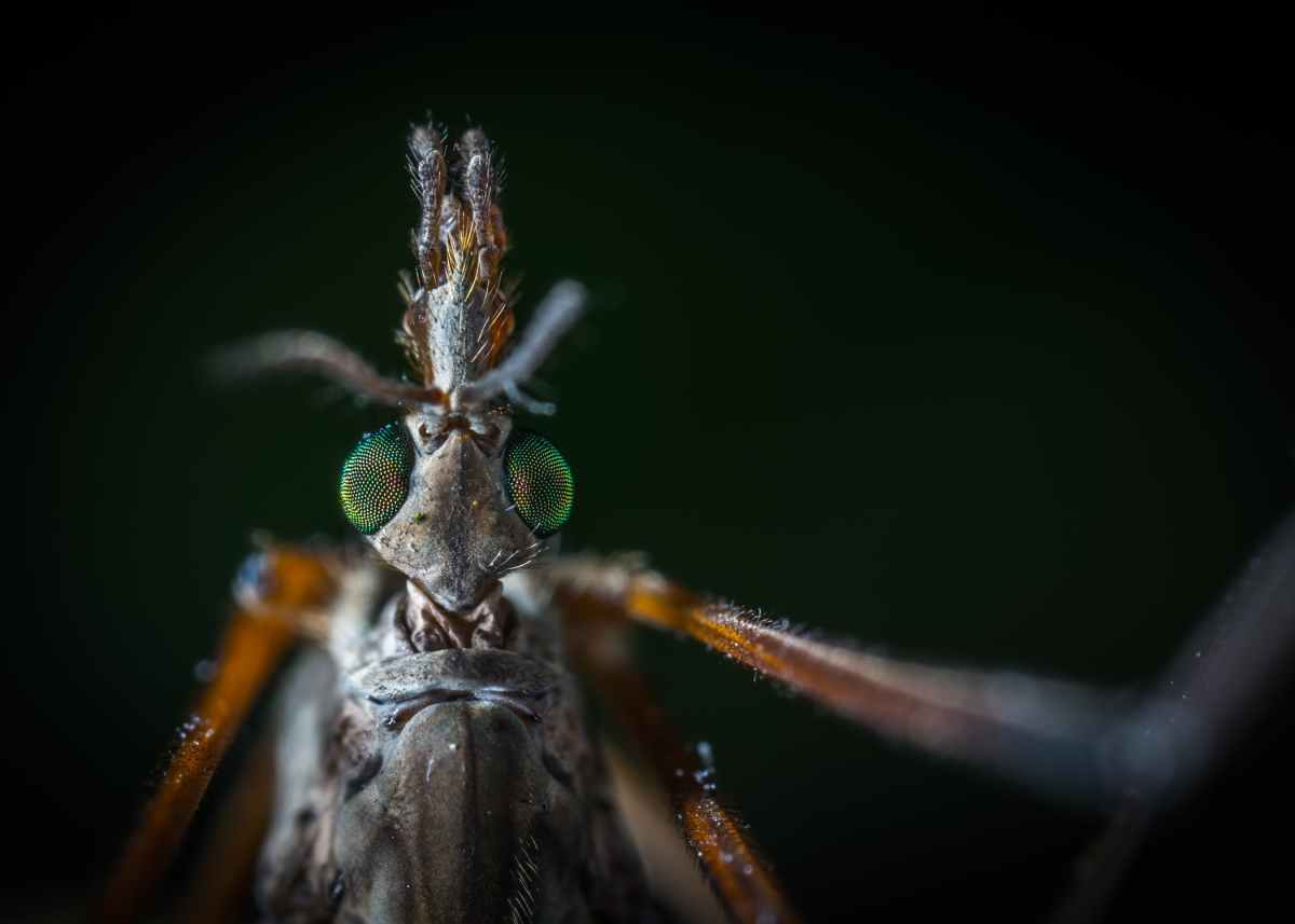 Billions of GE mosquitoes to be released in USA – Australian Free Independent Press Network