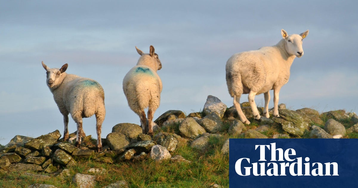 Northern Ireland faces loss of 1 million sheep and cattle to meet climate targets | Environment | The Guardian