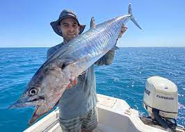 Qld Labor continues destruction of food supply by wrecking mackerel fishing industry | Cairns News