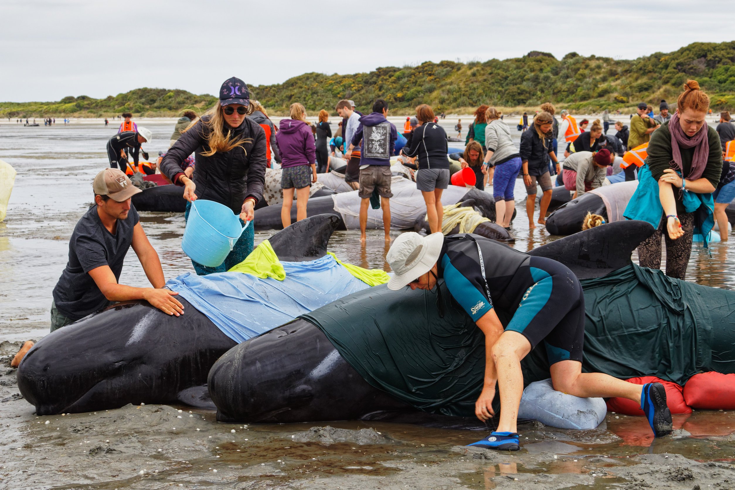 Is Military Sonar So Unbearable To Some Whales That They Beach (Kill) Themselves?