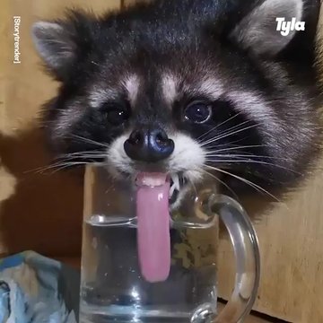 Crazy Raccoons 1