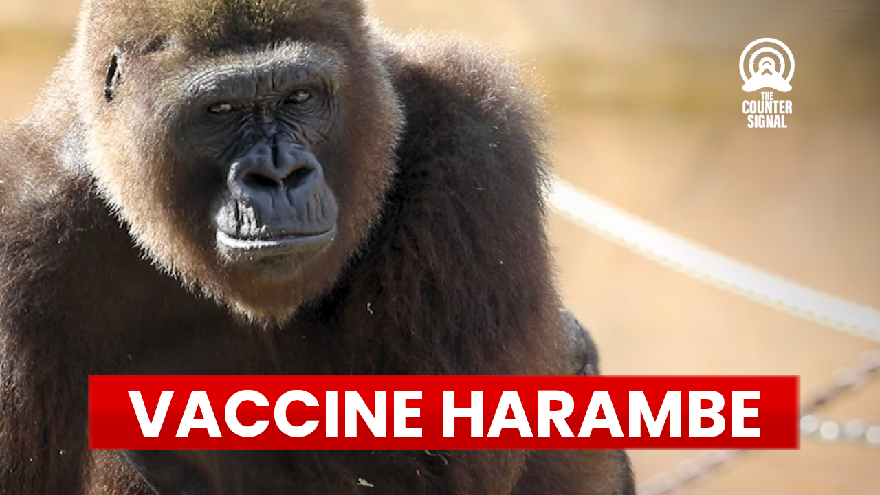 Fully vaccinated gorilla dies with multiple organ abnormalities - The Counter Signal