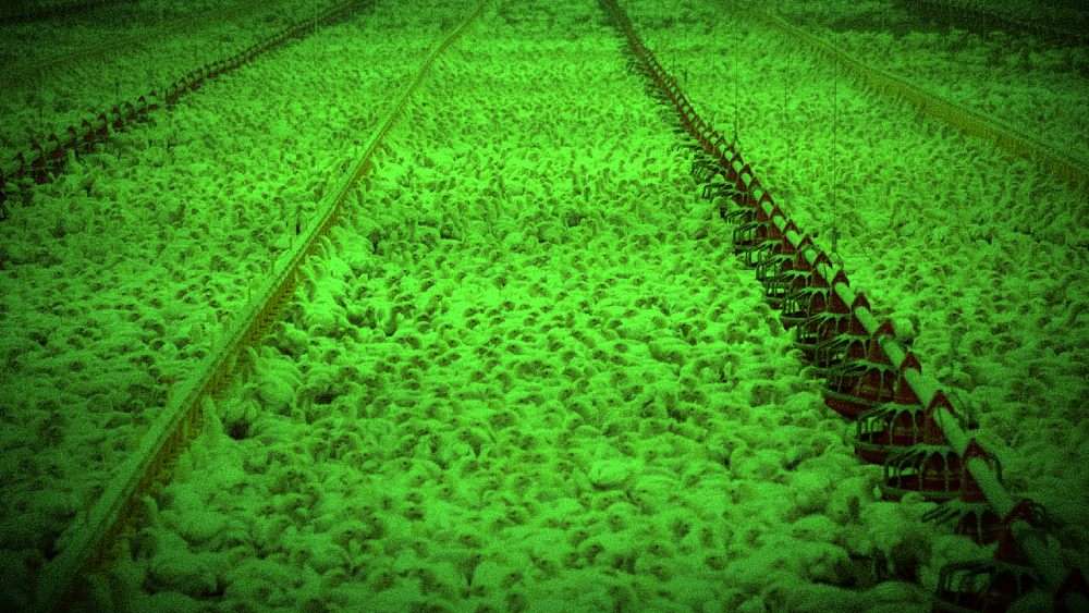 Manufactured Food Shortage: Even MORE "Coincidences" Keep Happening at Food Plants and Bird Farms Across America