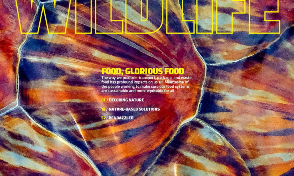 World Wildlife Magazine | WWF