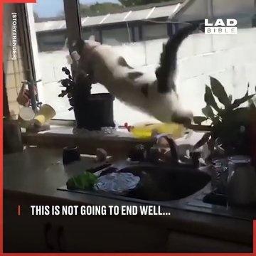 Funny Cats 3