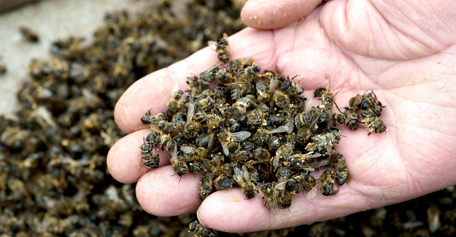 Neonicotinoids: The Toxic Pesticide That’s Killing Bees and Threatening Global Food Security • Children's Health Defense