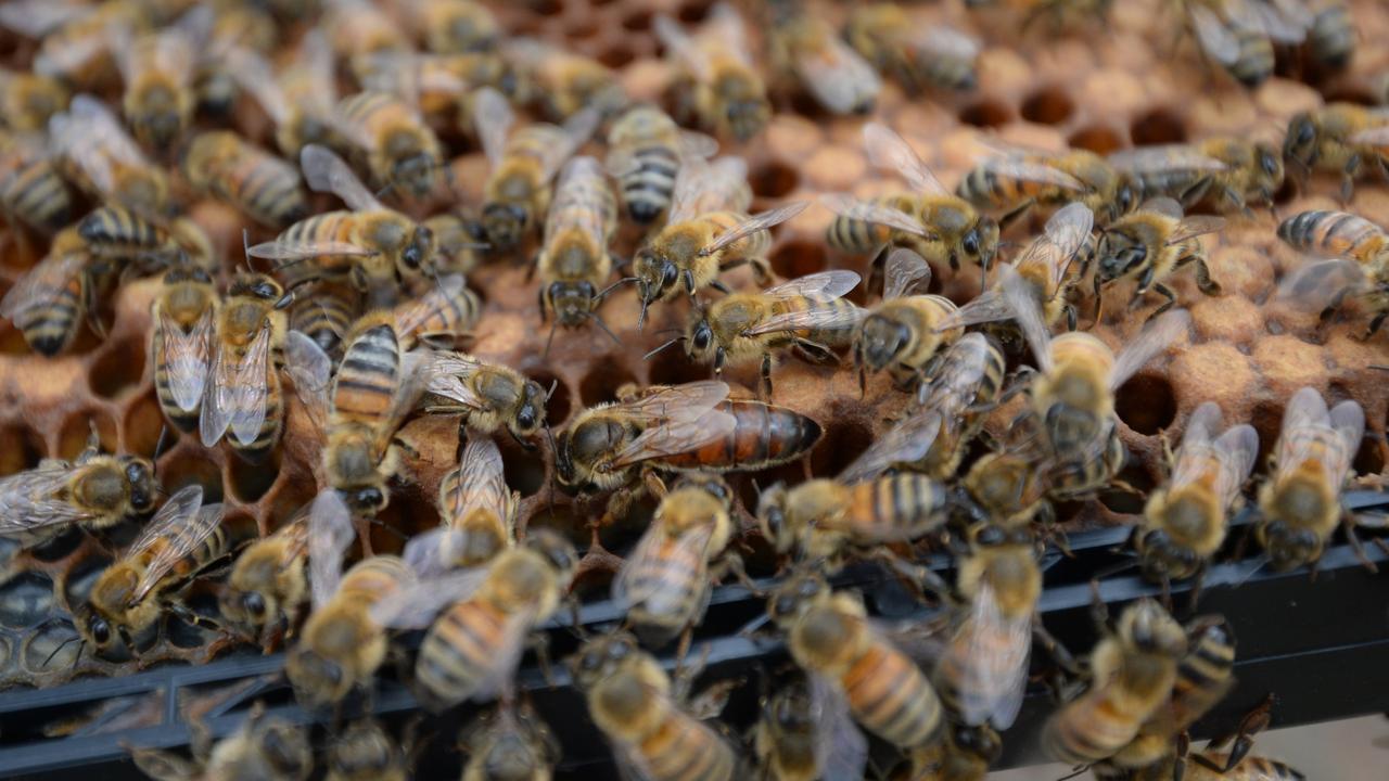Australia is starting to kill bees for a very controversial reason – World-Signals News