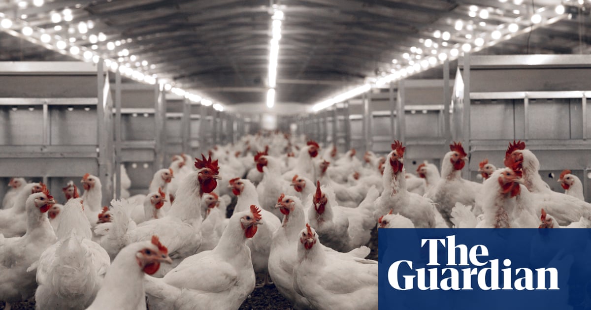 Spread of ‘free-range’ farming may raise risk of animal-borne pandemics – study