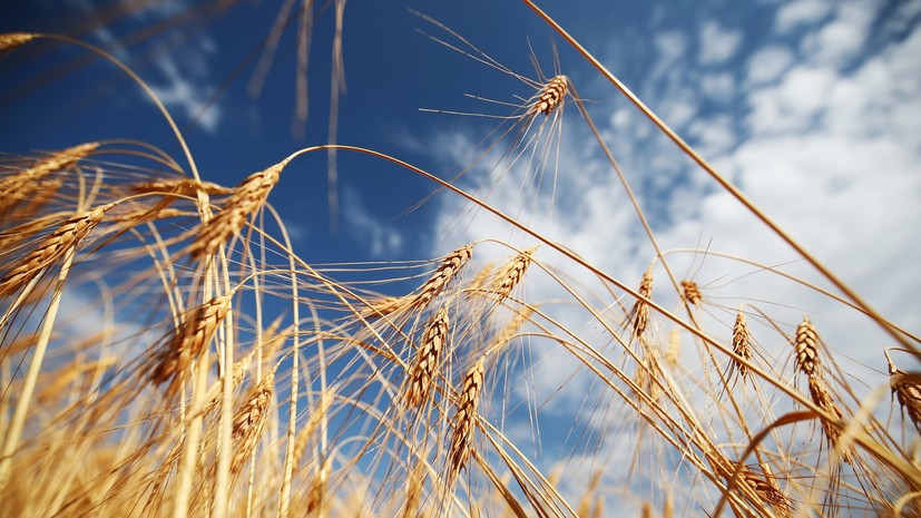 Vladimir Putin to feed half the world with this year’s record-breaking non-GMO organic grain harvest in Russia – Europe Renaissance