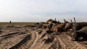 Heat Causing Death in Kansas Cattle