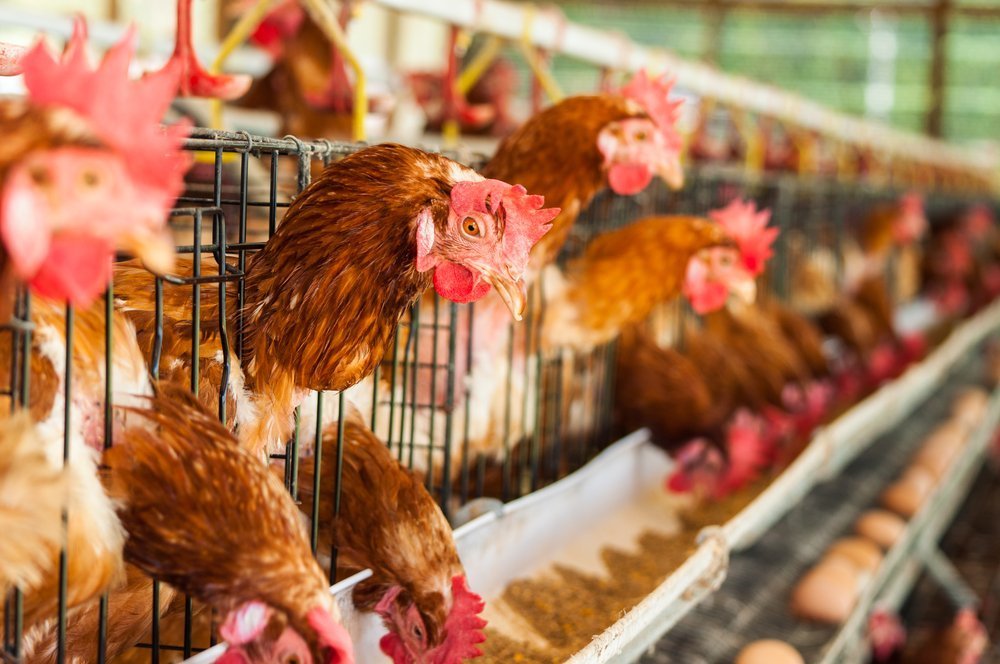 CRISPR Fried Chicken: Genetically Engineered Hens Made to Kill Their Male Chicks – David Icke