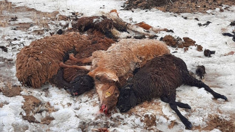 Another country reports mass deaths of various domestic animals – World-Signals News