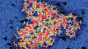 Prion vaccines lead to incurable brain disease – World-Signals News