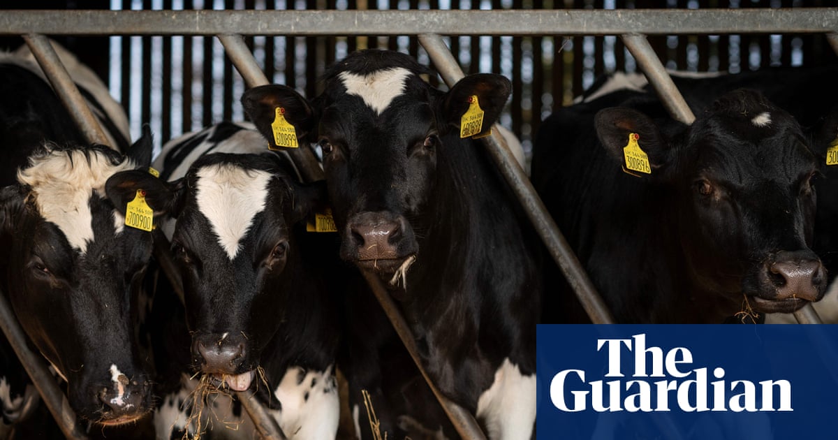 UK dairy farmers warn of price rises amid chronic staff shortages | Farming | The Guardian