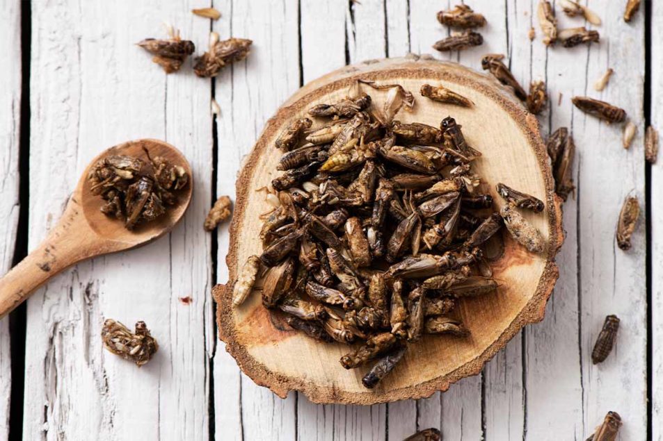 Canadian government invests $8.5 million in insect production | Pet Food Processing
