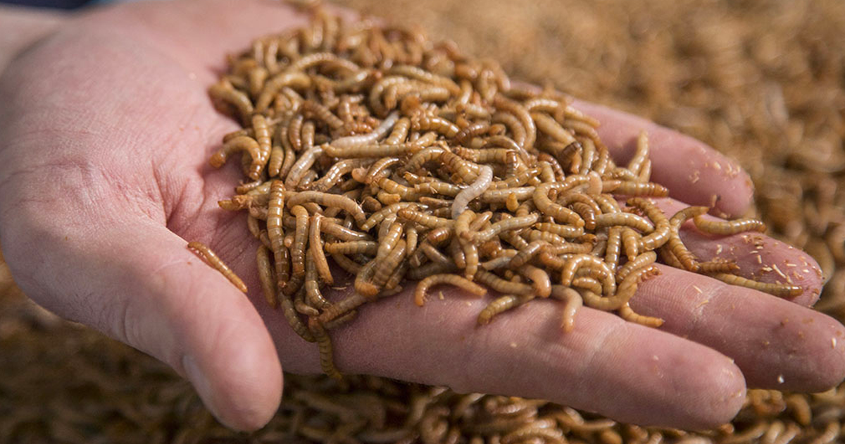 Insects, alternative meats will slow protein consumption: UN/OECD report | True North