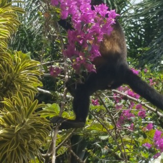 Telegram: Contact @DoctorQsBoomBox