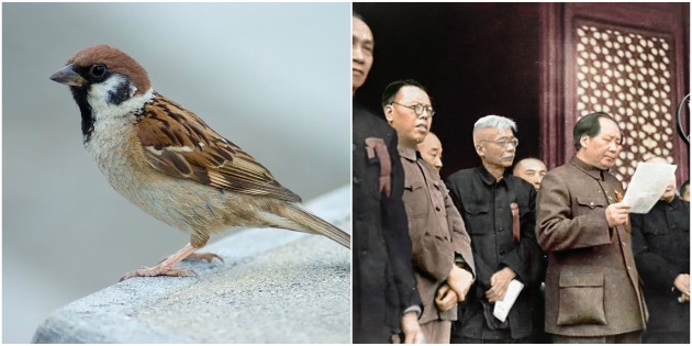 In 1958 Mao Zedong ordered all the sparrows to be killed because they ate too much grain. This caused one of the worst environmental disasters in history