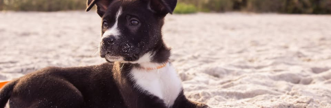 Dieren Plaats Cover Image