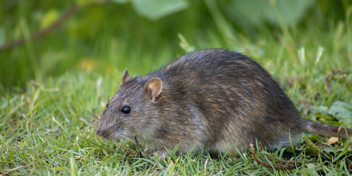 Rodent Control in Tillsonburg: A Critical Need for a Healthy Home and Community